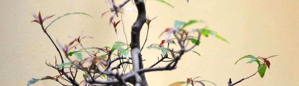 jettonhouseplay.site